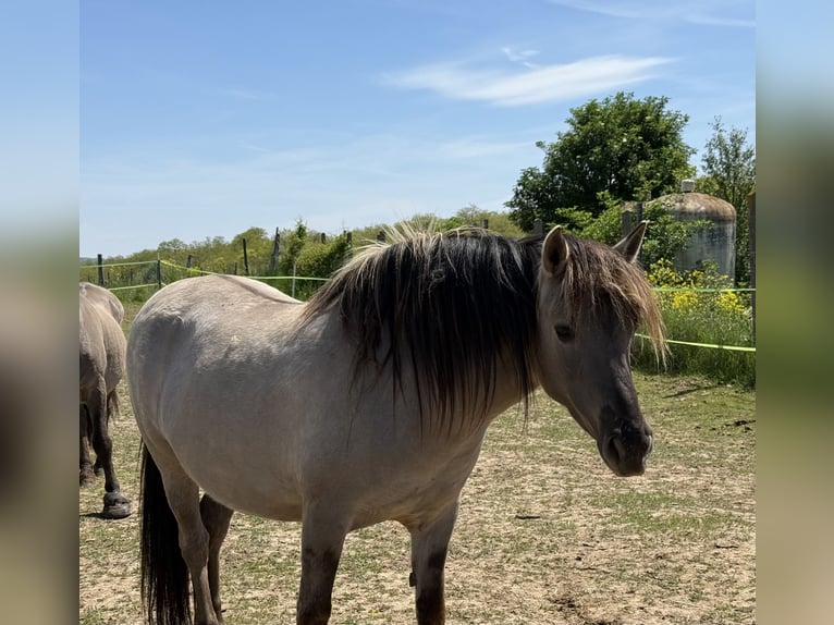 Konik Yegua 8 años 137 cm Grullo in Langenlois