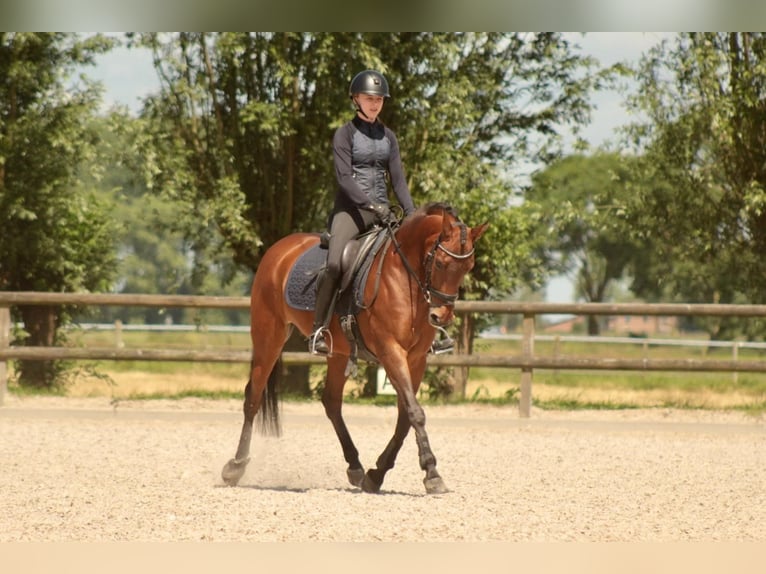 KPR Klacz 10 lat 147 cm Gniada in Noordeloos