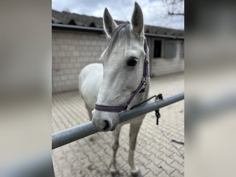 KPR Klacz 10 lat 147 cm Siwa in Mannheim
