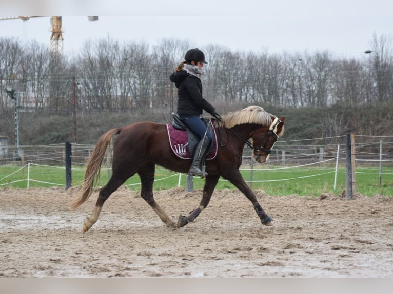 KPR Klacz 10 lat 148 cm Ciemnokasztanowata in Langenfeld