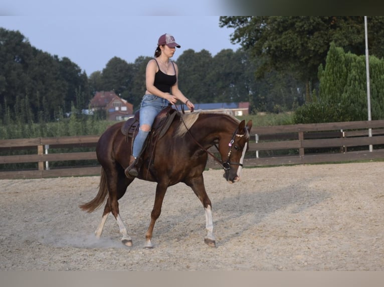 KPR Klacz 10 lat 148 cm Ciemnokasztanowata in Langenfeld