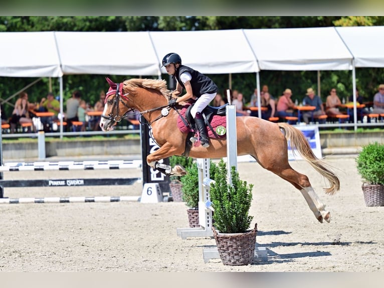 KPR Klacz 10 lat 148 cm Kasztanowata in Lülsfeld