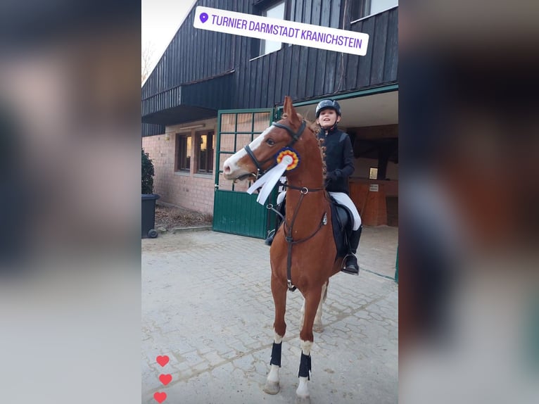 KPR Klacz 10 lat 148 cm Kasztanowata in Lülsfeld