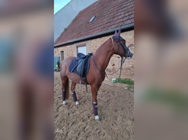 KPR Klacz 10 lat 148 cm Kasztanowata in Lülsfeld