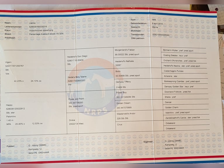 KPR Klacz 10 lat 148 cm Kasztanowata in Lülsfeld