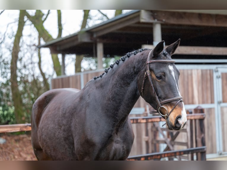 KPR Klacz 10 lat 167 cm  in GROTE-BROGEL