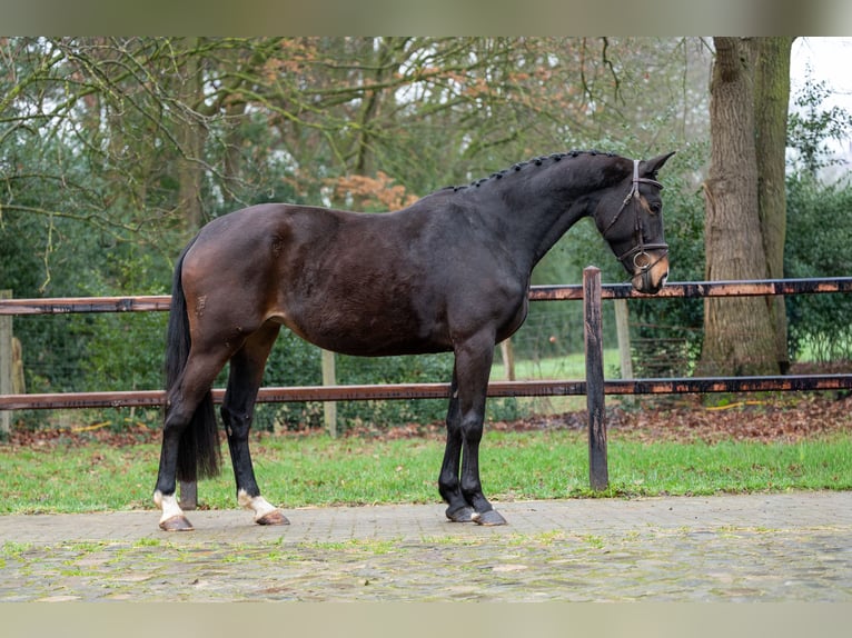 KPR Klacz 10 lat 167 cm  in GROTE-BROGEL