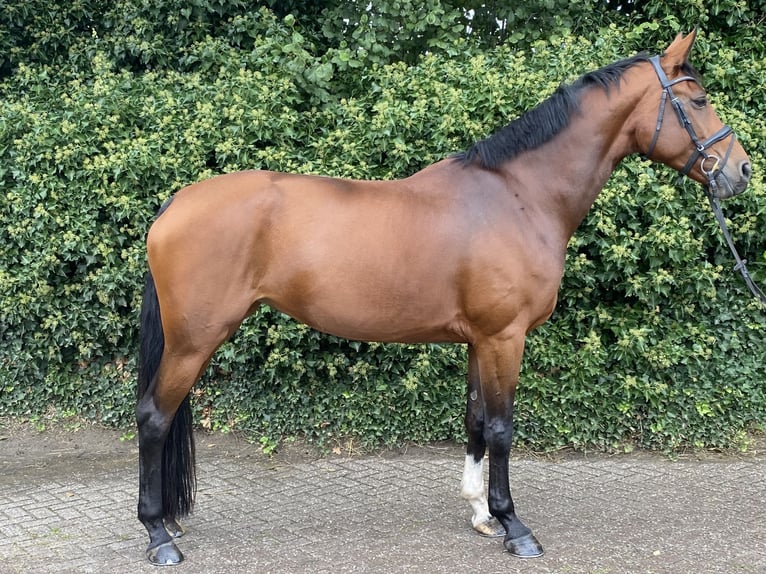 KPR Klacz 10 lat 170 cm Gniada in RenswoudeRenswoude