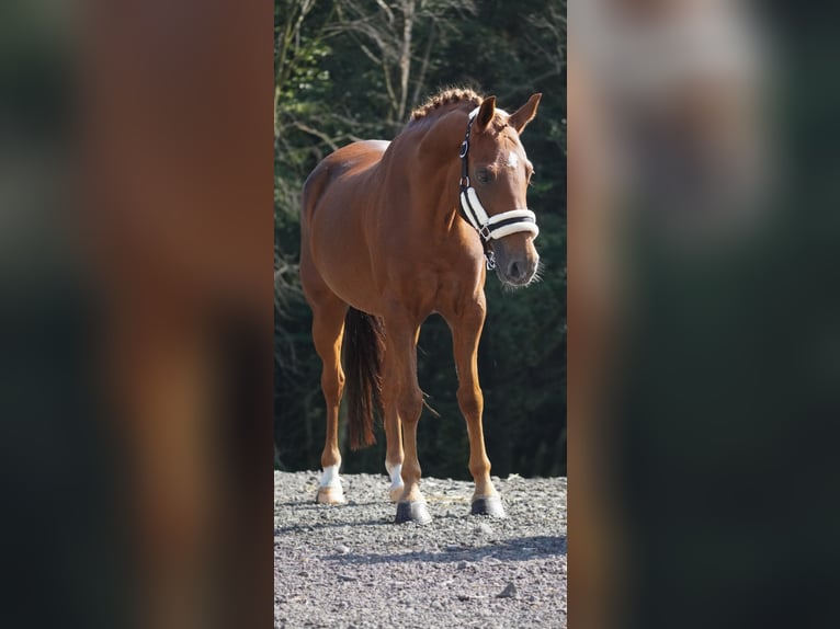 KPR Klacz 11 lat 138 cm Ciemnokasztanowata in Nettersheim