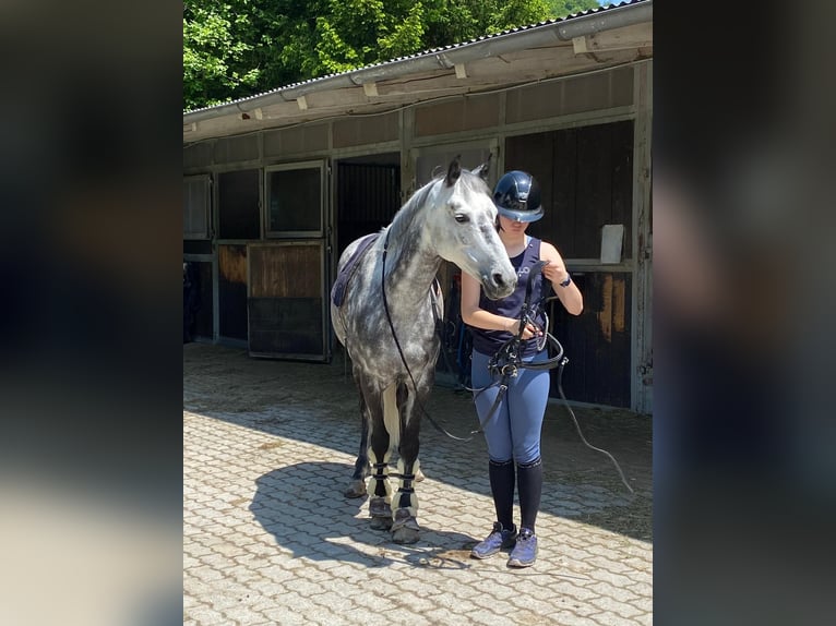 KPR Klacz 11 lat 147 cm Siwa jabłkowita in Elsbethen