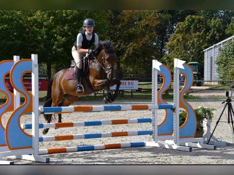 KPR Klacz 12 lat 146 cm Gniada in ArnemuidenArnemuiden