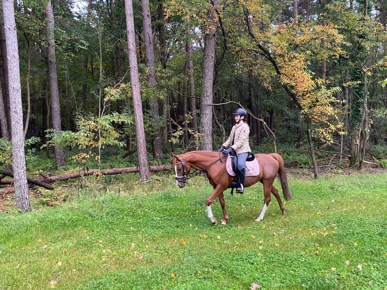 KPR Klacz 13 lat 144 cm Kasztanowata in Bilzen