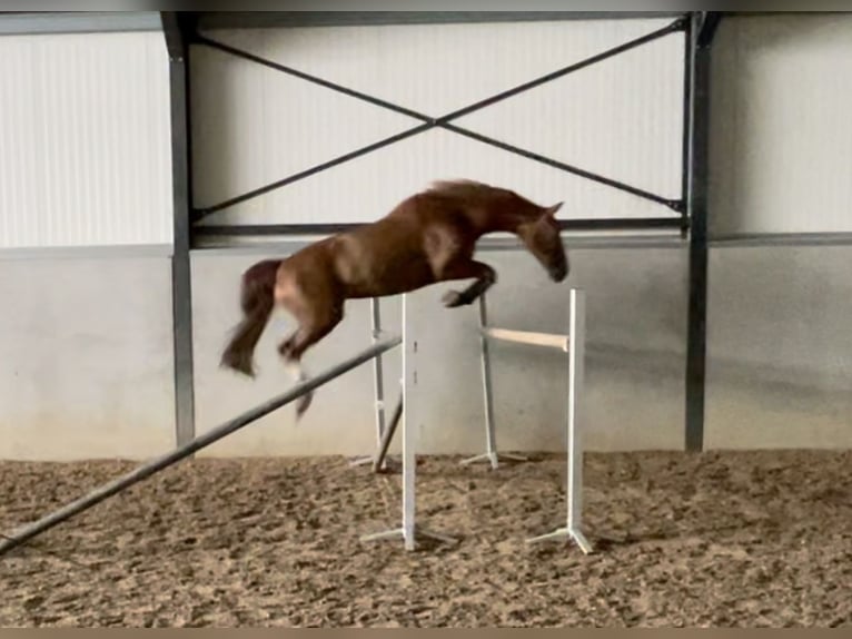 KPR Klacz 13 lat 170 cm Kasztanowata in Hilvarenbeek