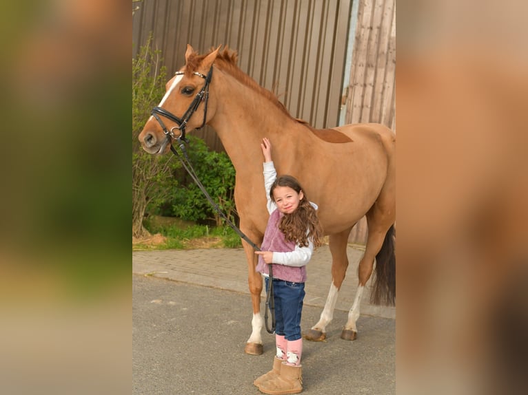 KPR Klacz 14 lat 148 cm Kasztanowata in Geilenkirchen