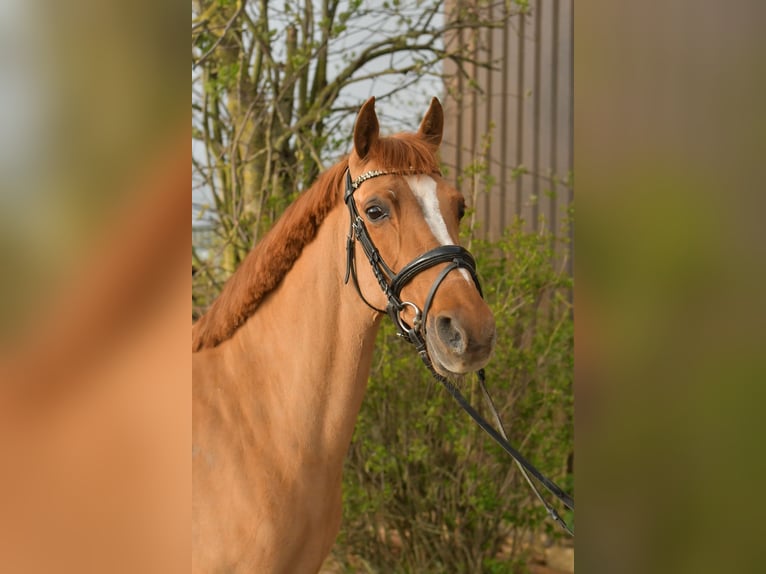 KPR Klacz 14 lat 148 cm Kasztanowata in Geilenkirchen