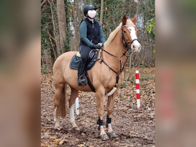 KPR Klacz 14 lat 158 cm Kasztanowata in Waldfeucht