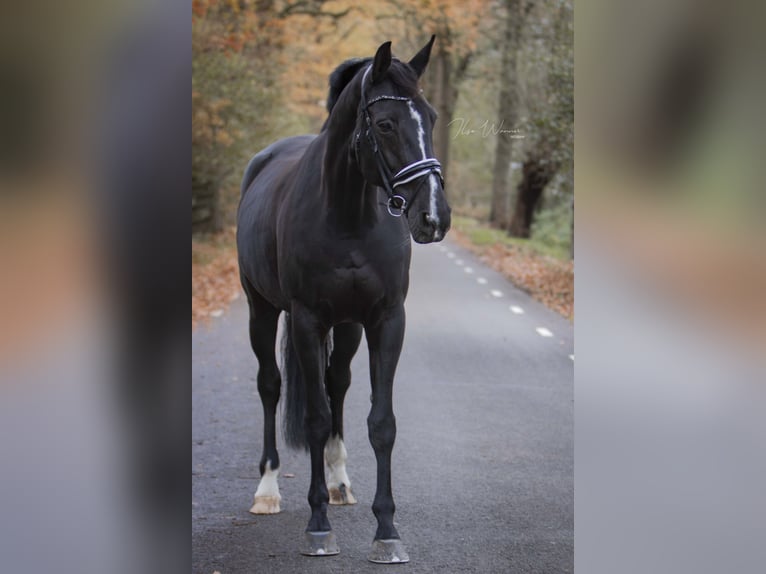 KPR Klacz 14 lat 175 cm Ciemnogniada in Woudenberg