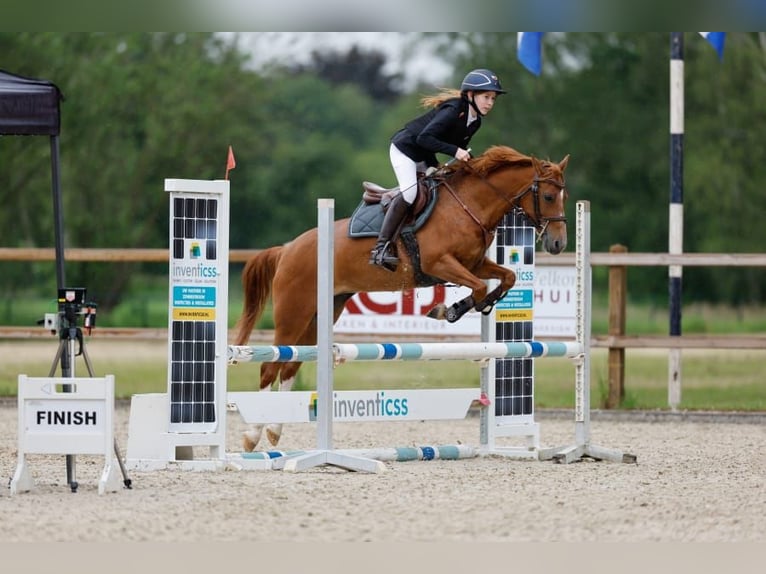 KPR Klacz 17 lat 135 cm Kasztanowata in Vinkel