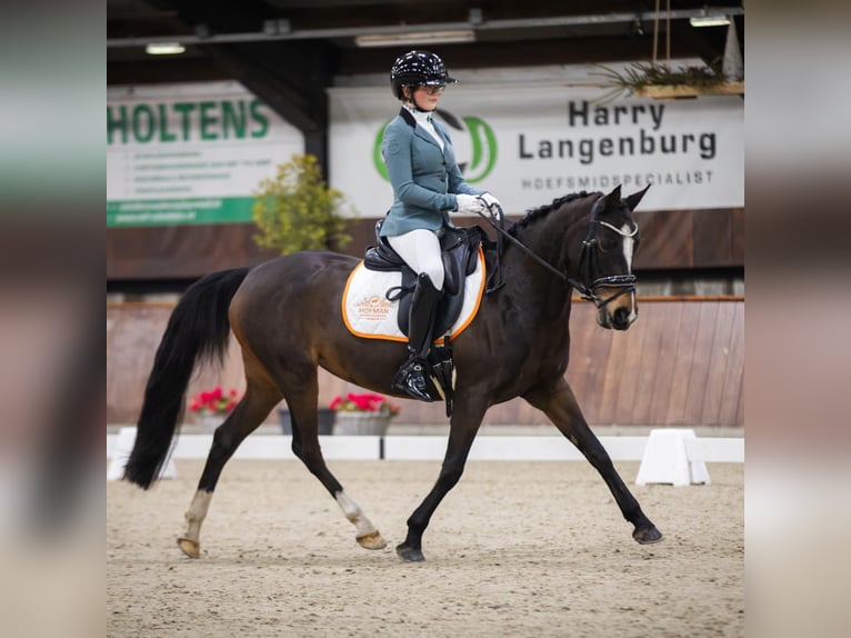 KPR Klacz 17 lat 143 cm Gniada in Beilen