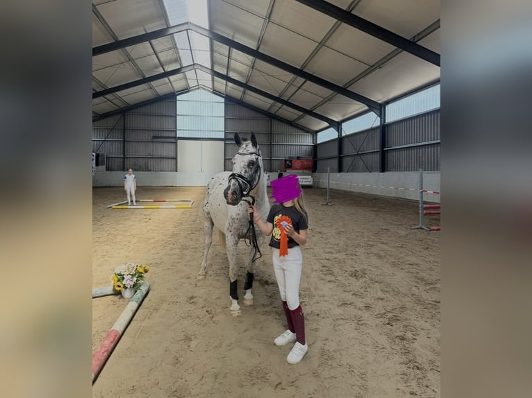 KPR Klacz 1 Rok 148 cm Tarantowata in Wassenaar