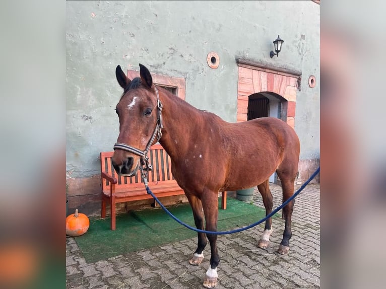 KPR Klacz 28 lat 145 cm Gniada in Bruchmühlbach-Miesau