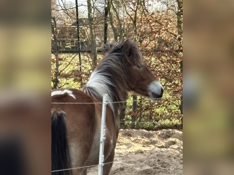 KPR Klacz 2 lat 136 cm Kasztanowata in Oosterwolde Gld