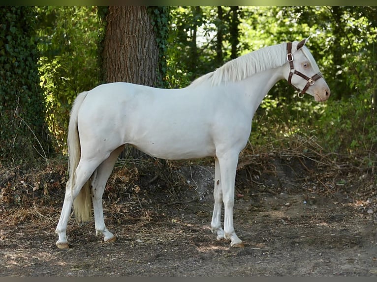 KPR Klacz 2 lat 144 cm Cremello in Aalten