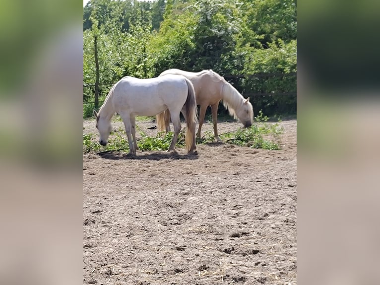 KPR Klacz 2 lat 153 cm Izabelowata in Dwingeloo