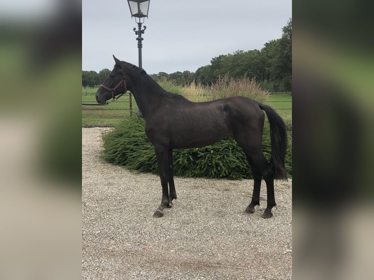 KPR Klacz 2 lat 162 cm Gniada in Eibergen