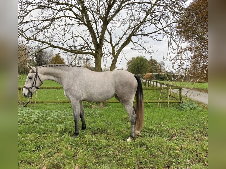 KPR Klacz 2 lat 163 cm Siwa in Groessen