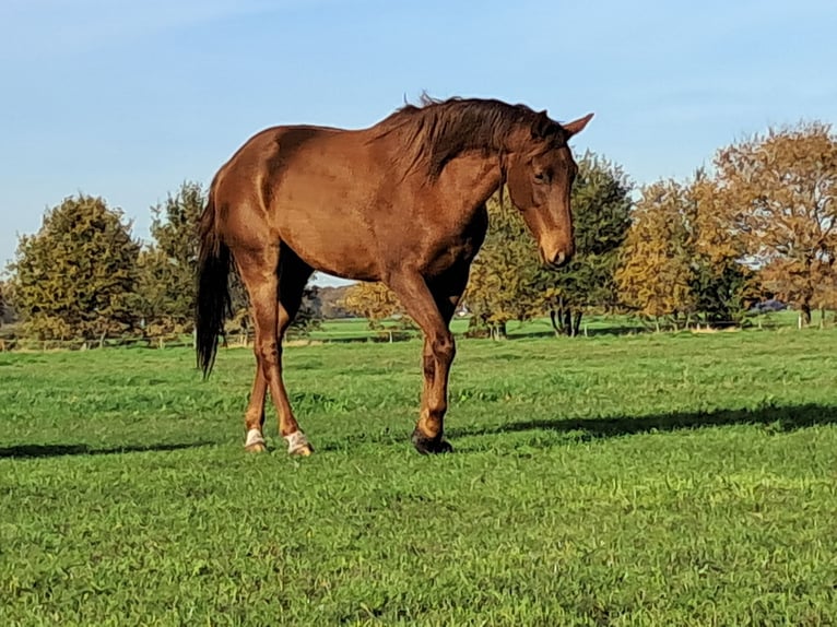 KPR Klacz 2 lat 166 cm Kasztanowata in Dalerveen