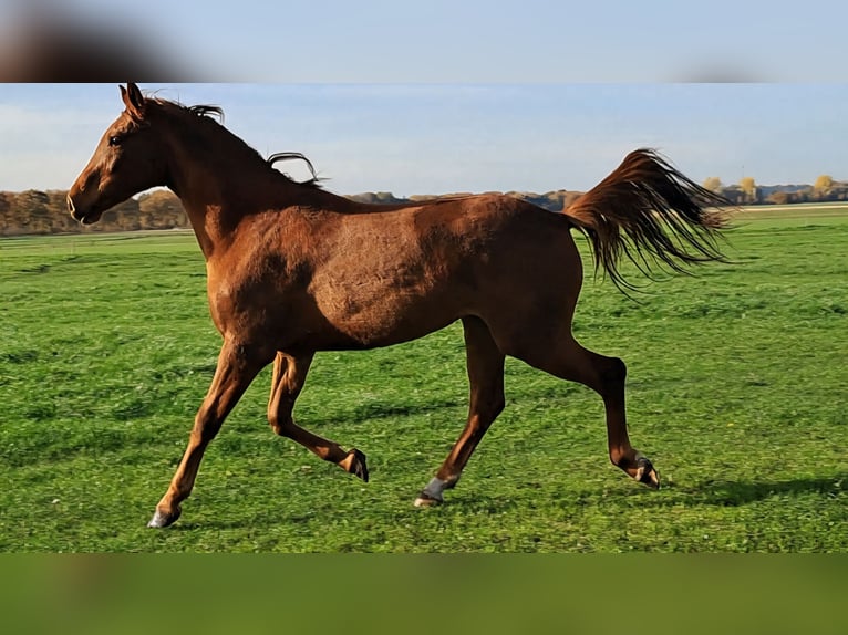 KPR Klacz 2 lat 166 cm Kasztanowata in Dalerveen