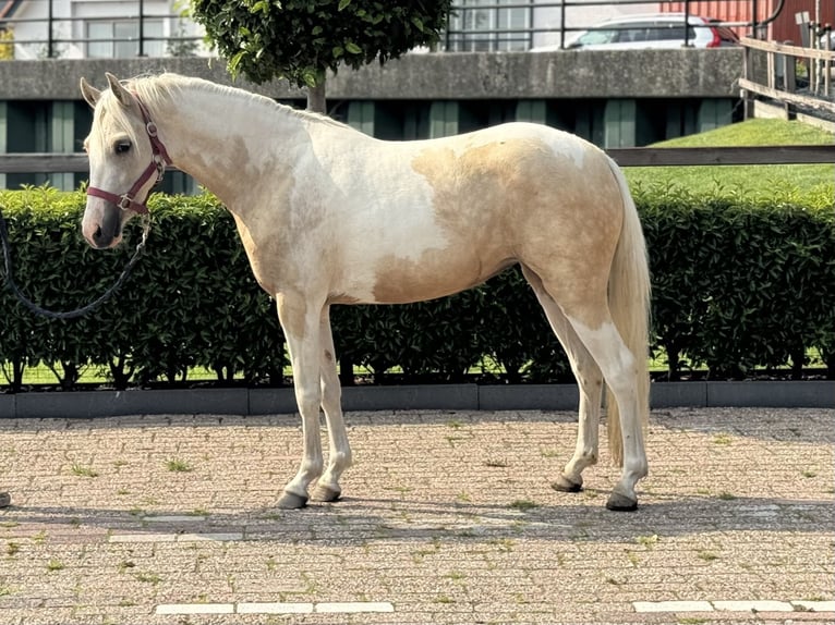 KPR Mix Klacz 3 lat 132 cm Srokata in IJsselstein