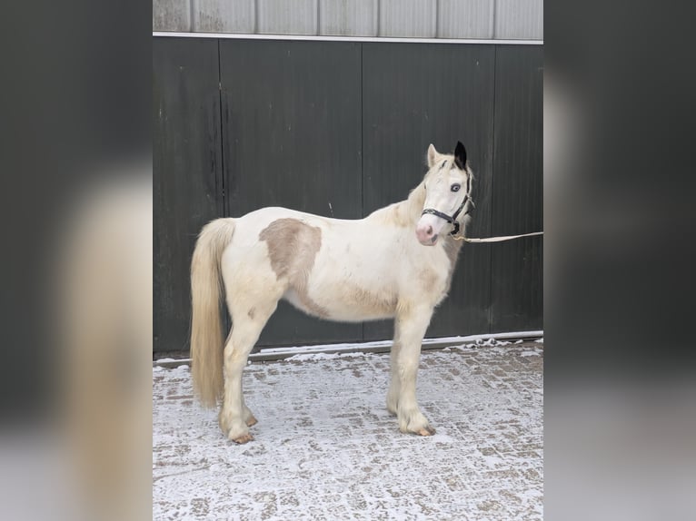 KPR Klacz 3 lat 140 cm Srokata in Veghel