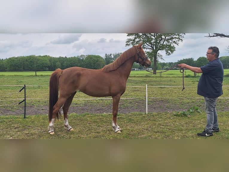 KPR Klacz 3 lat 146 cm Kasztanowata in Sint Hubert