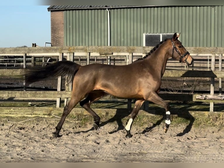KPR Klacz 3 lat 154 cm Gniada in Barneveld