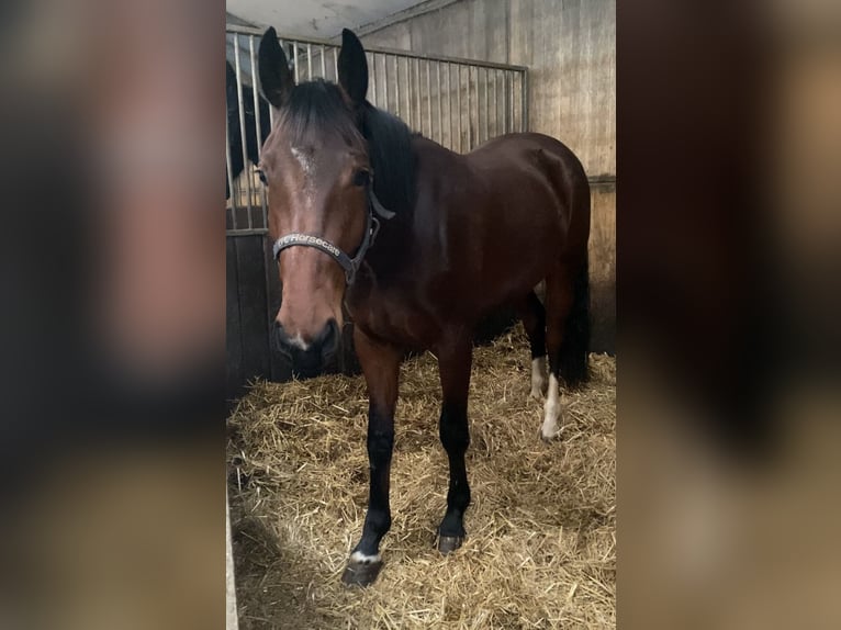 KPR Klacz 3 lat 156 cm Gniada in Stieltjeskanaal