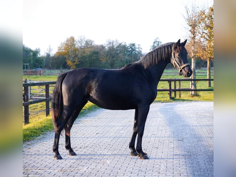 KPR Klacz 3 lat 160 cm Kara in Groningen