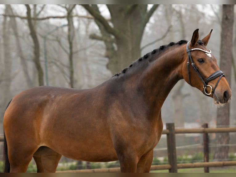 KPR Klacz 3 lat 166 cm Gniada in Loon op Zand