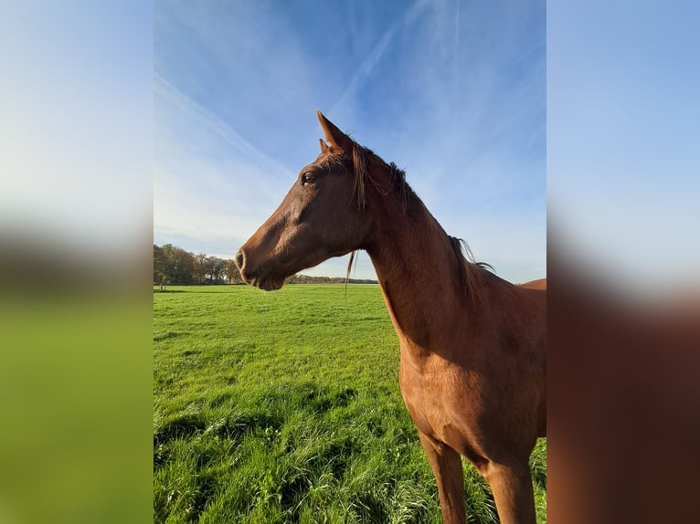 KPR Klacz 3 lat 166 cm Kasztanowata in Dalerveen