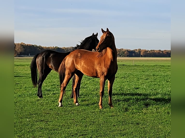 KPR Klacz 3 lat 166 cm in Dalerveen