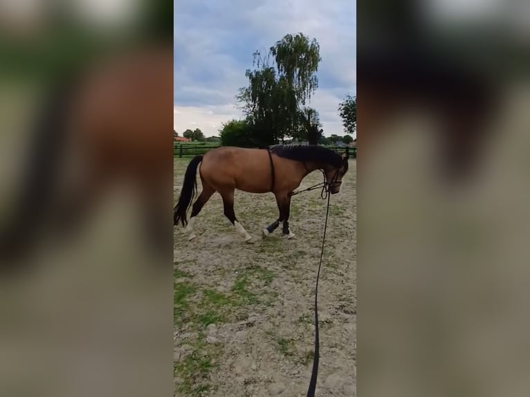 KPR Klacz 4 lat 141 cm Bułana in Goch