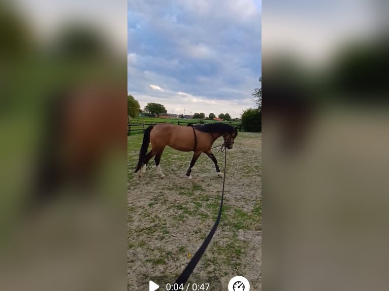 KPR Klacz 4 lat 141 cm Bułana in Goch