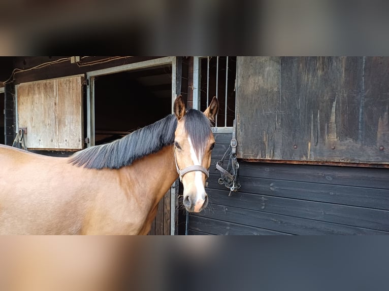 KPR Klacz 4 lat 141 cm Bułana in Goch