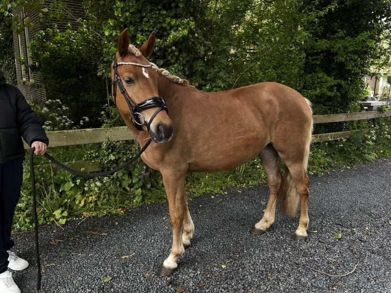 KPR Klacz 4 lat 144 cm Kasztanowata in Grootschermer