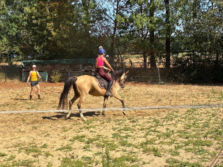 KPR Klacz 4 lat 146 cm Jelenia in Maashees