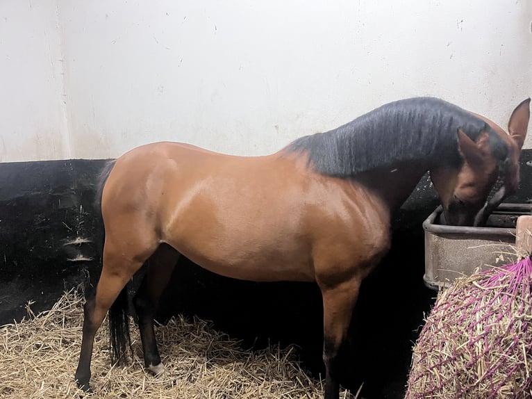 KPR Klacz 4 lat 148 cm Gniada in Oss