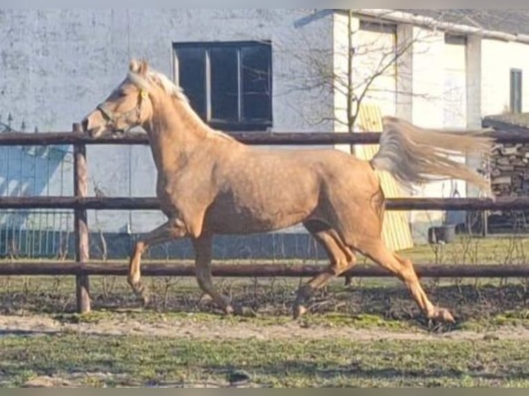 KPR Klacz 4 lat 148 cm Izabelowata in Sint Hubert