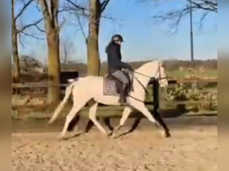 KPR Klacz 4 lat 153 cm Cremello in Helvoirt