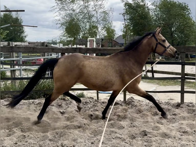 KPR Klacz 4 lat 160 cm Jelenia in Barneveld